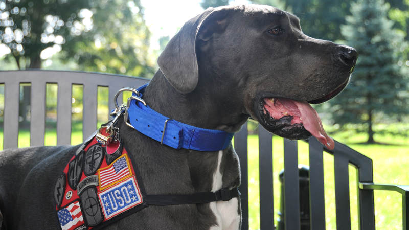 Bandit the Therapy Dog sits on a bench after the USO of Missouri traveled laid a wreath at Arlington National Cemetery's Tomb of the Unknown Soldier on Oct. 3.