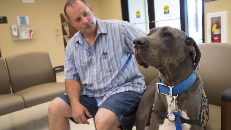 Bandit comforts hospital visitors.