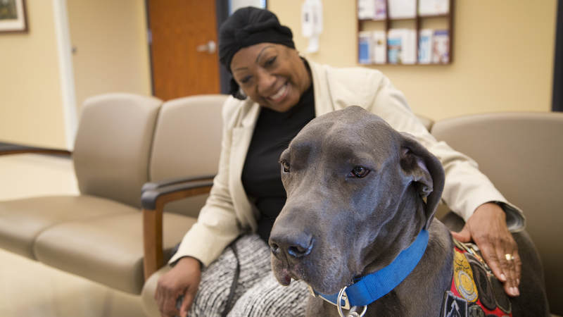 Bandit visits hospital visitors.
