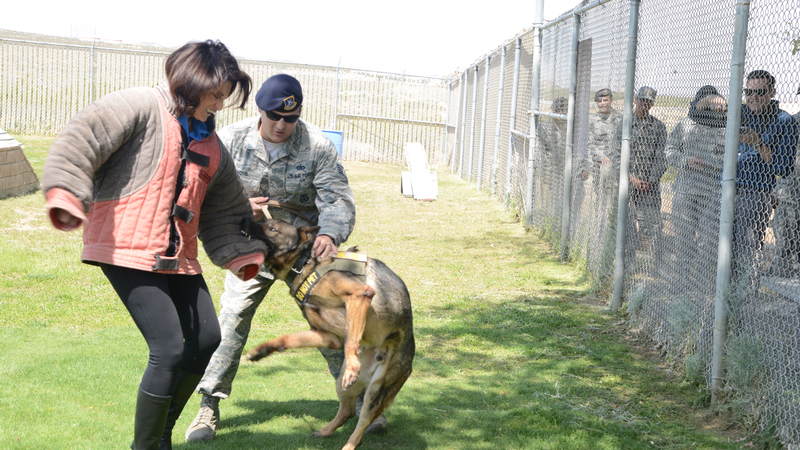 "Bosch" star Amy Aquino participates in a Military Working Dog demonstration during a USO tour to Edwards Air Force Base in California on April 10.