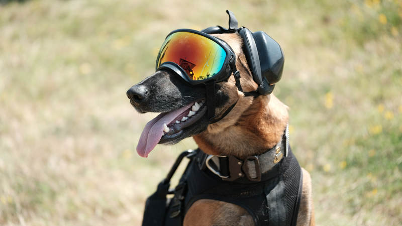 Ricky, a Belgian Malinois, is part of the Maritime Safety and Security Team (MSST) and works as an explosive detection dog. Photo Credit Chief Petty Officer Brandyn Hill/U.S. Coast Guard District 11.