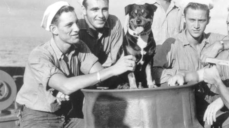 Sinbad, the U.S. Coast Guard mascot in World War II, aboard the Campbell.
Photo Credit U.S. Coast Guard Historian’s Office.