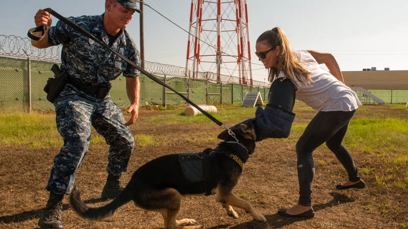 U.S. Olympic swimmer Natalie Coughlin participates in a military training dog demonstration at Naval Station Rota during her USO tour to Spain in 2013.